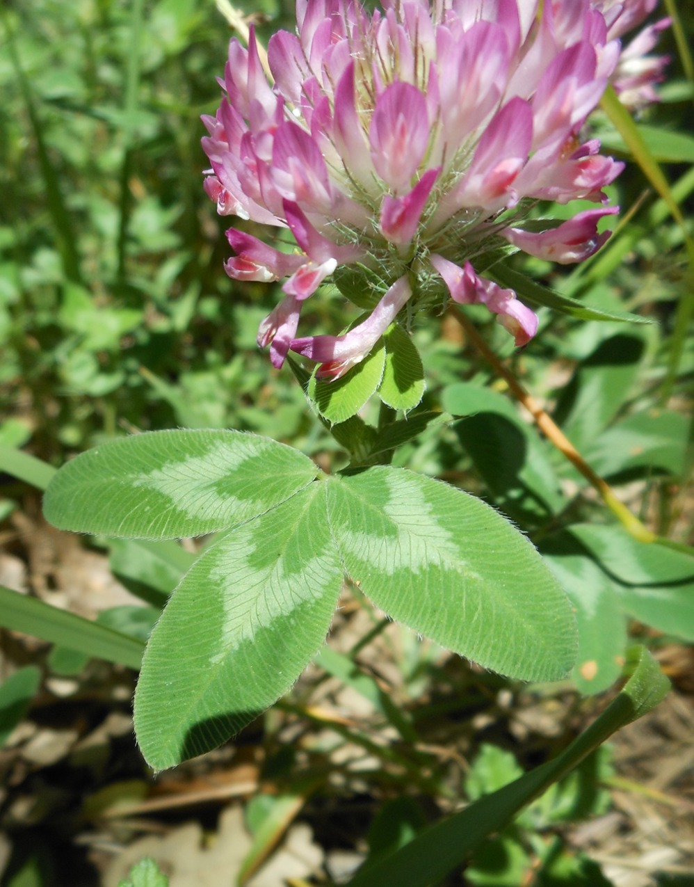 Trifolium medium L. / Trifoglio medio